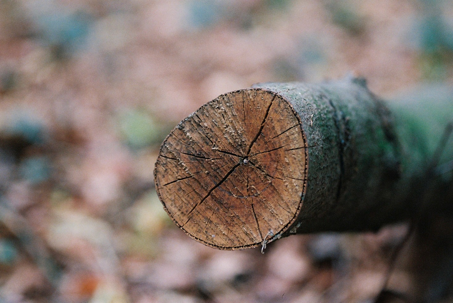 Connecting with Local Lumber Dealers: A Step-by-Step Approach